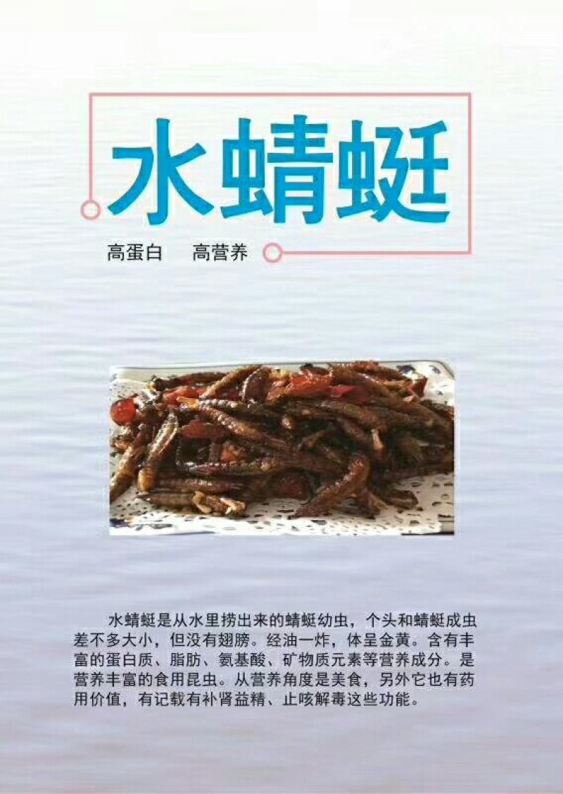 供应冻品各类昆虫类！