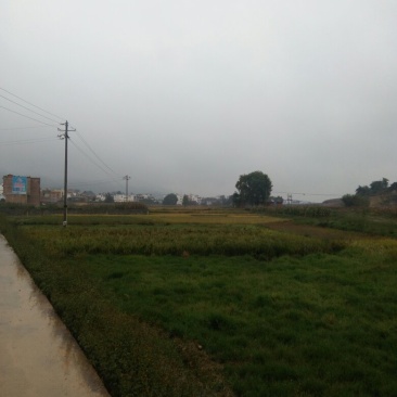 昭通市昭阳区700亩水田土地出租