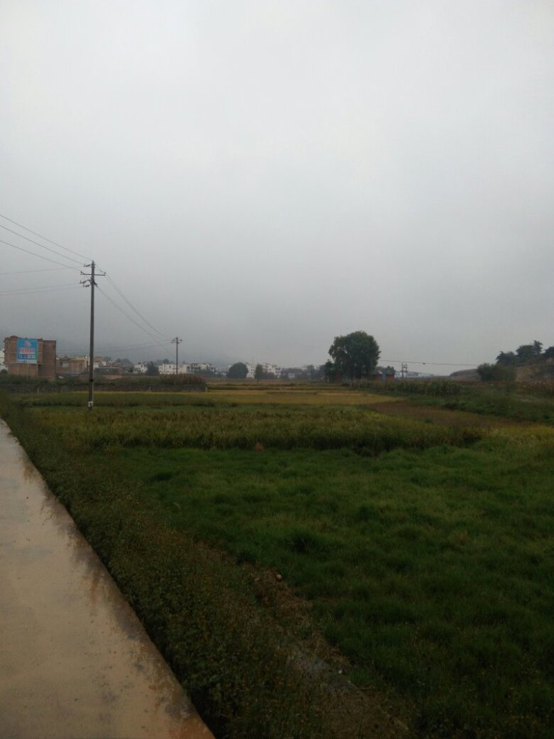 昭通市昭阳区700亩水田土地出租