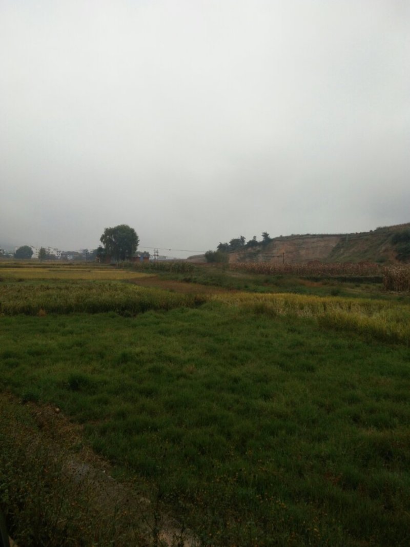 昭通市昭阳区700亩水田土地出租