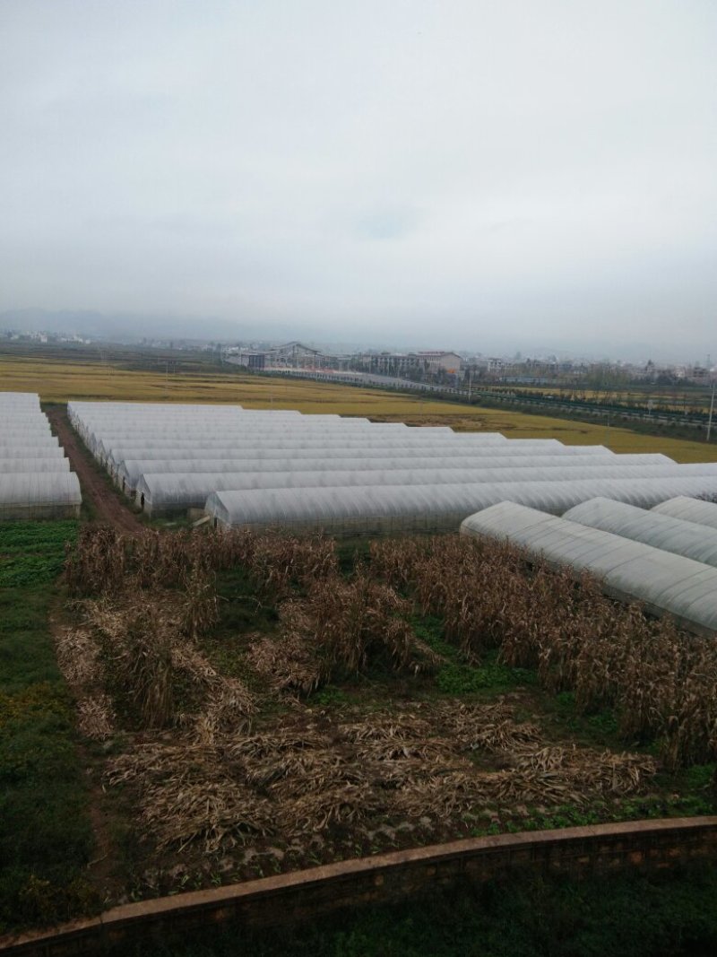 昭通市昭阳区700亩水田土地出租
