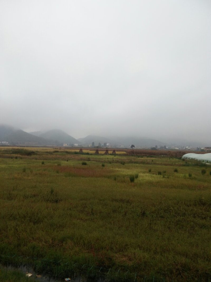 昭通市昭阳区700亩水田土地出租
