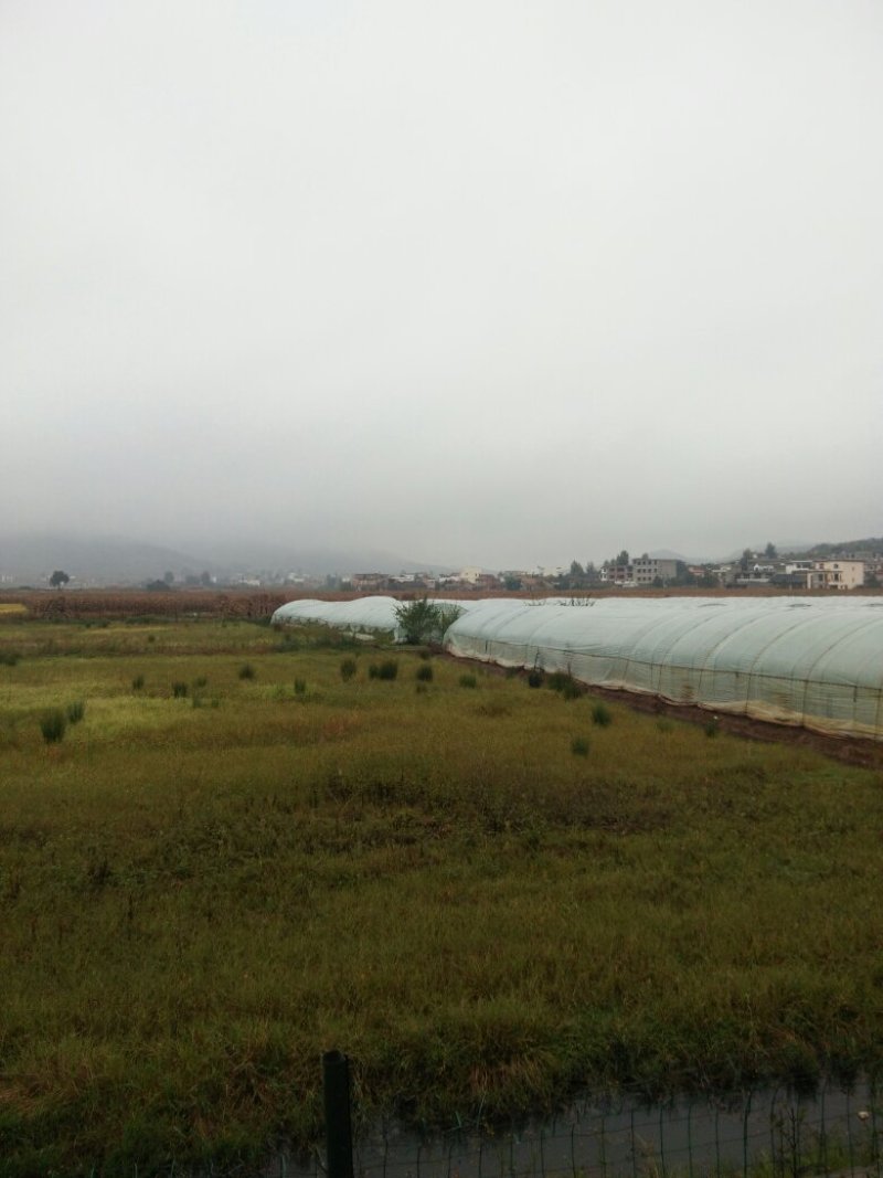 昭通市昭阳区700亩水田土地出租