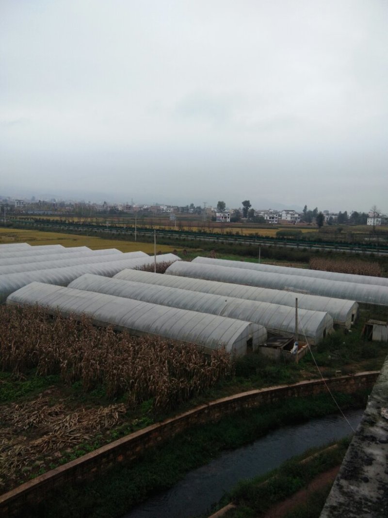 昭通市昭阳区700亩水田土地出租