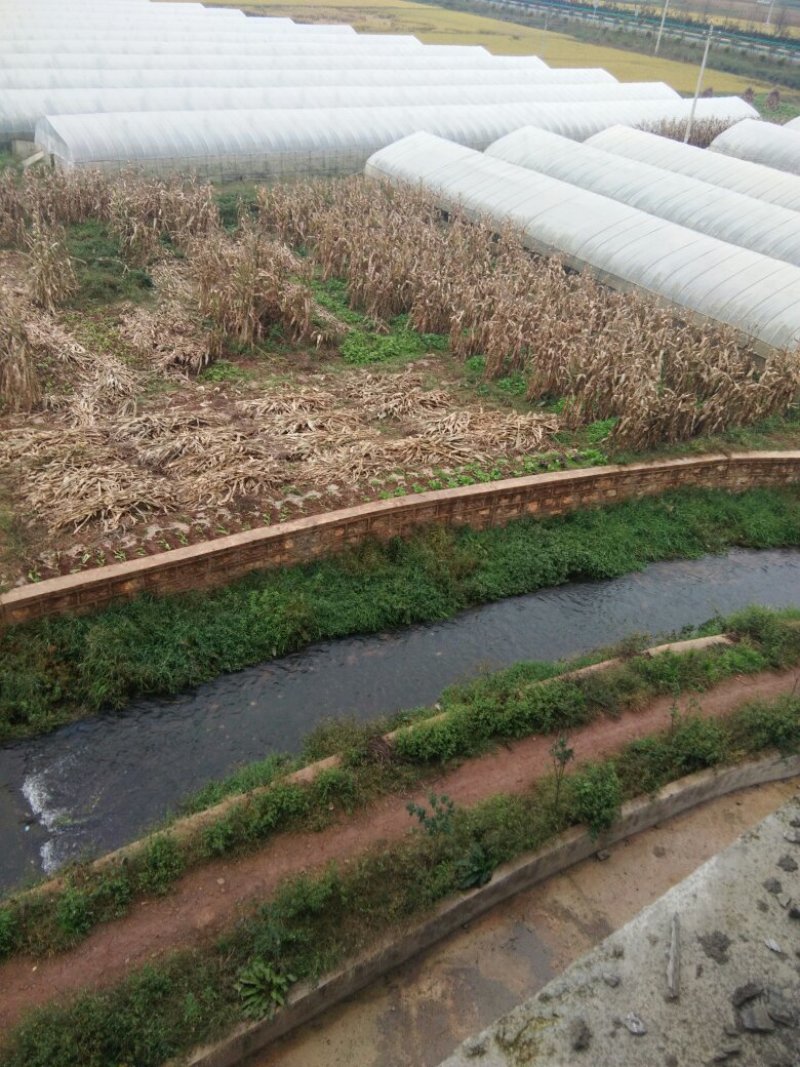 昭通市昭阳区700亩水田土地出租