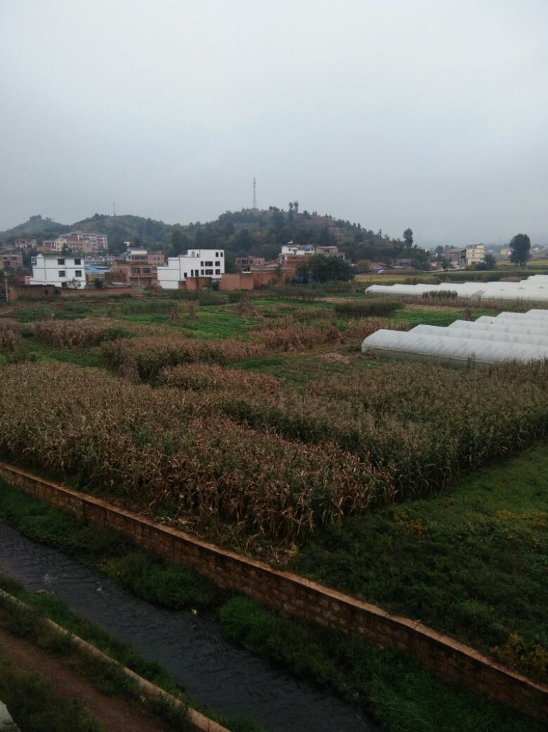 昭通市昭阳区700亩水田土地出租