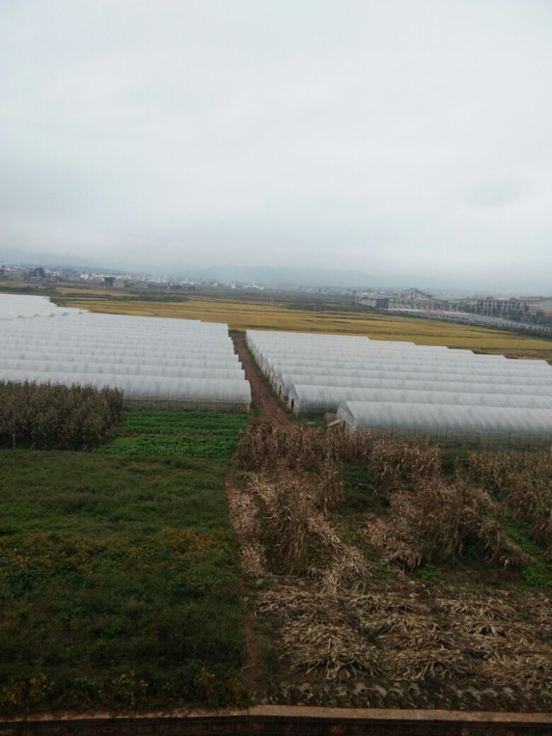 昭通市昭阳区700亩水田土地出租