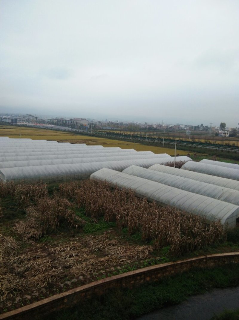 昭通市昭阳区700亩水田土地出租