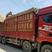新疆若羌红枣枣厂家直供商量大价低商超品质质优价廉