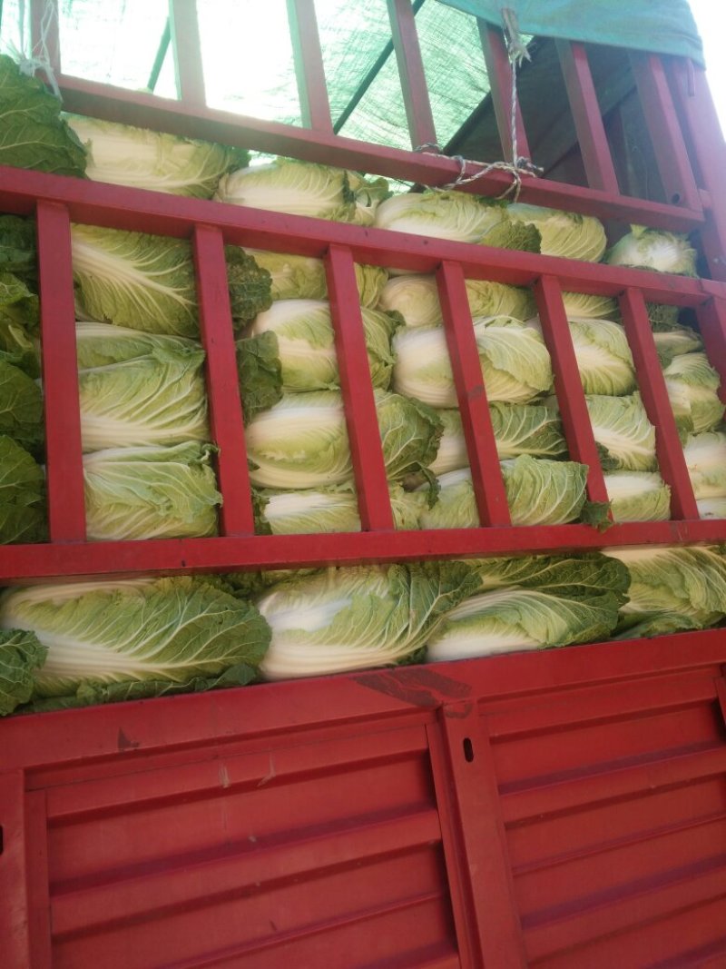 兰州红古大白菜