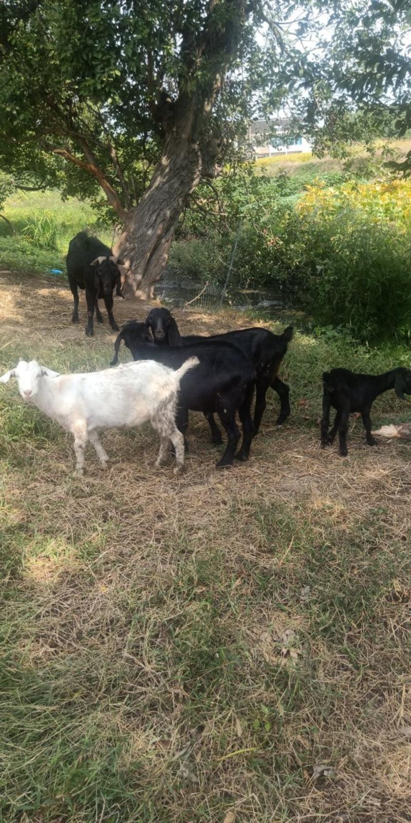 活羊苗子，精品努比亚种母，黑色种公，黄色种公种母，白山羊