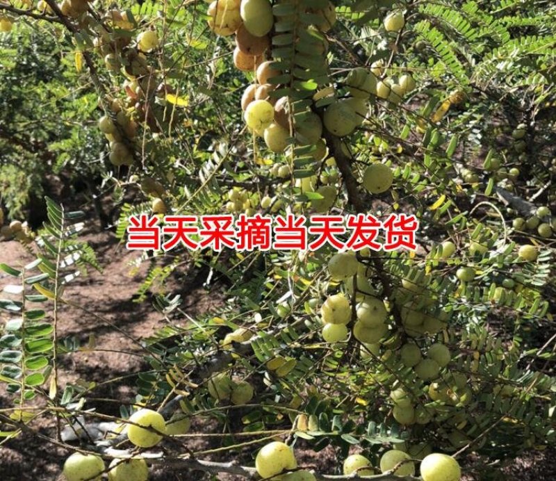 橄榄果，10斤起发