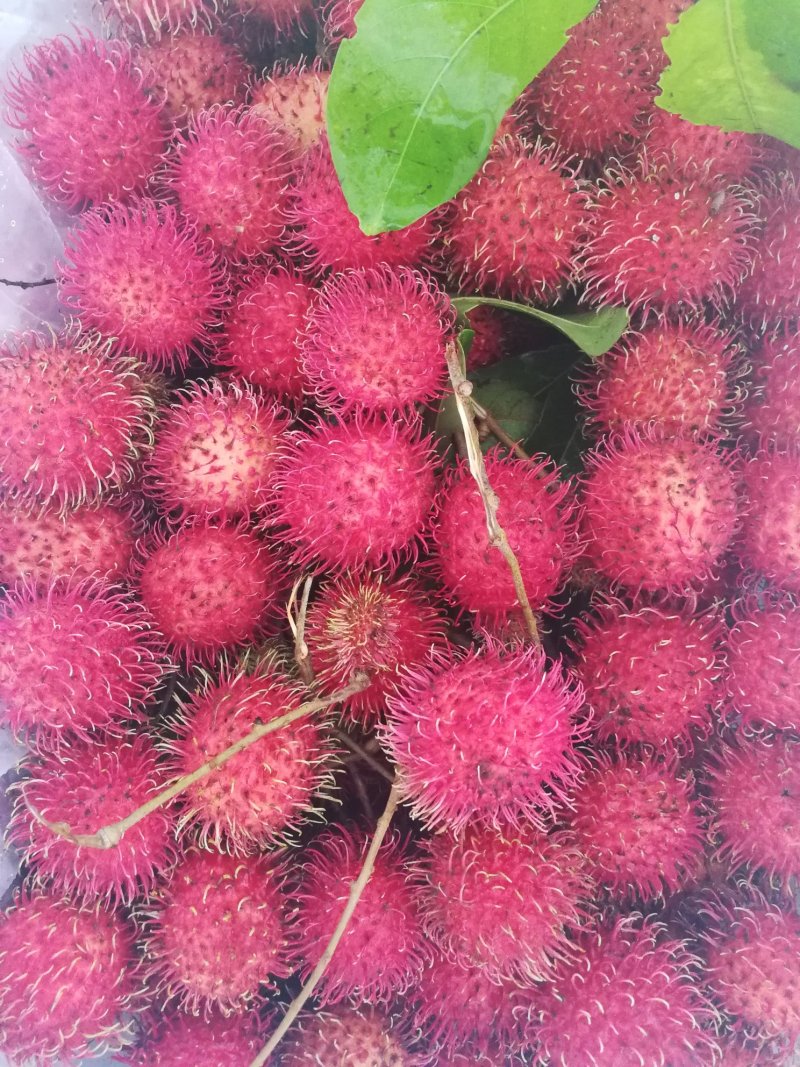 红毛丹，28斤/件