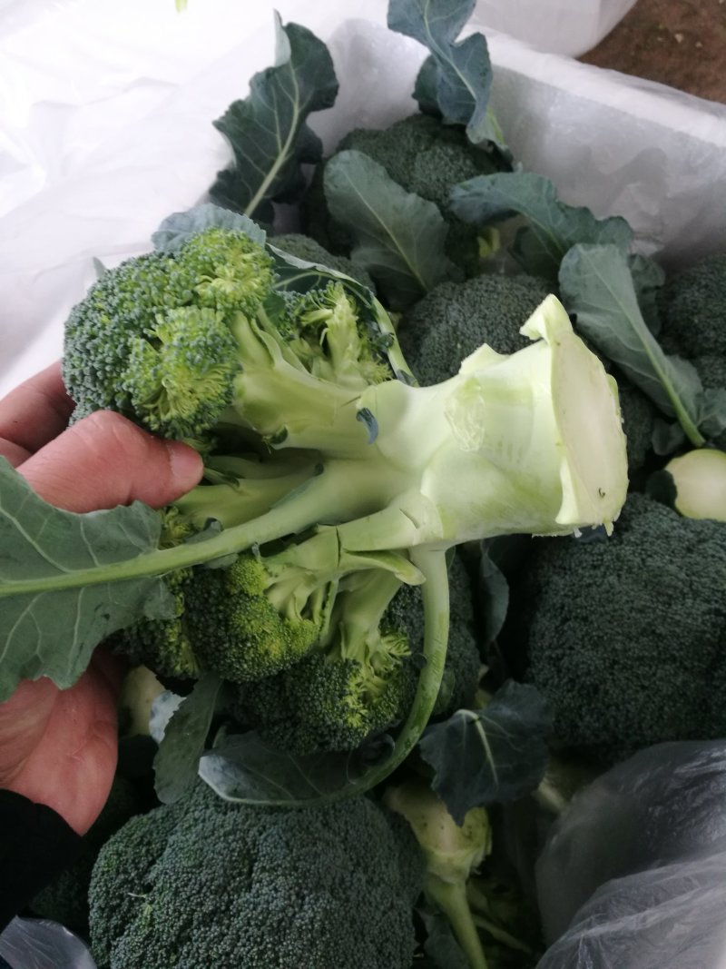 绿色蔬菜直发～陕西省三原县精品西兰花，颜色绿，球型好！！