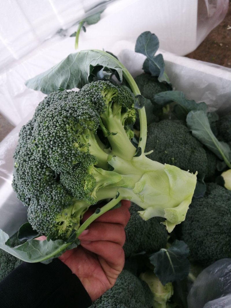 绿色蔬菜直发～陕西省三原县精品西兰花，颜色绿，球型好！！