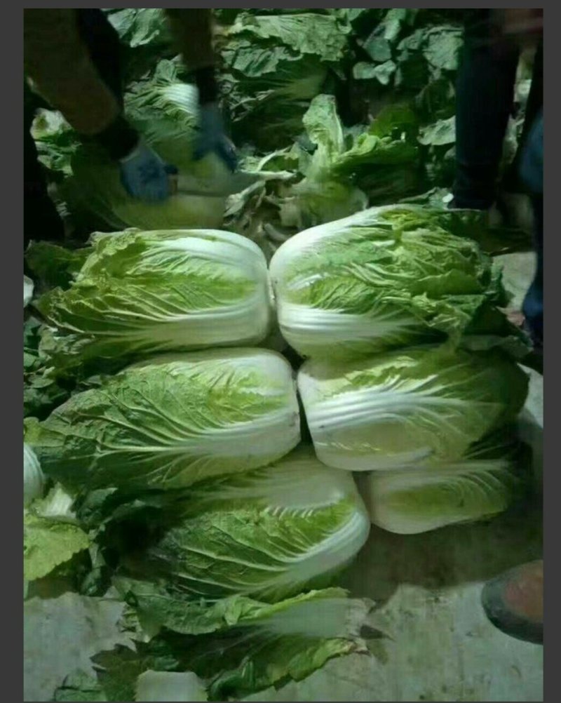 韩国黄芯大白菜