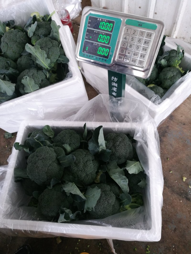 绿色蔬菜直发～陕西省三原县精品西兰花，颜色绿，球型好！！