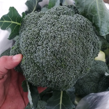 绿色蔬菜直发～陕西省三原县精品西兰花，颜色绿，球型好！！