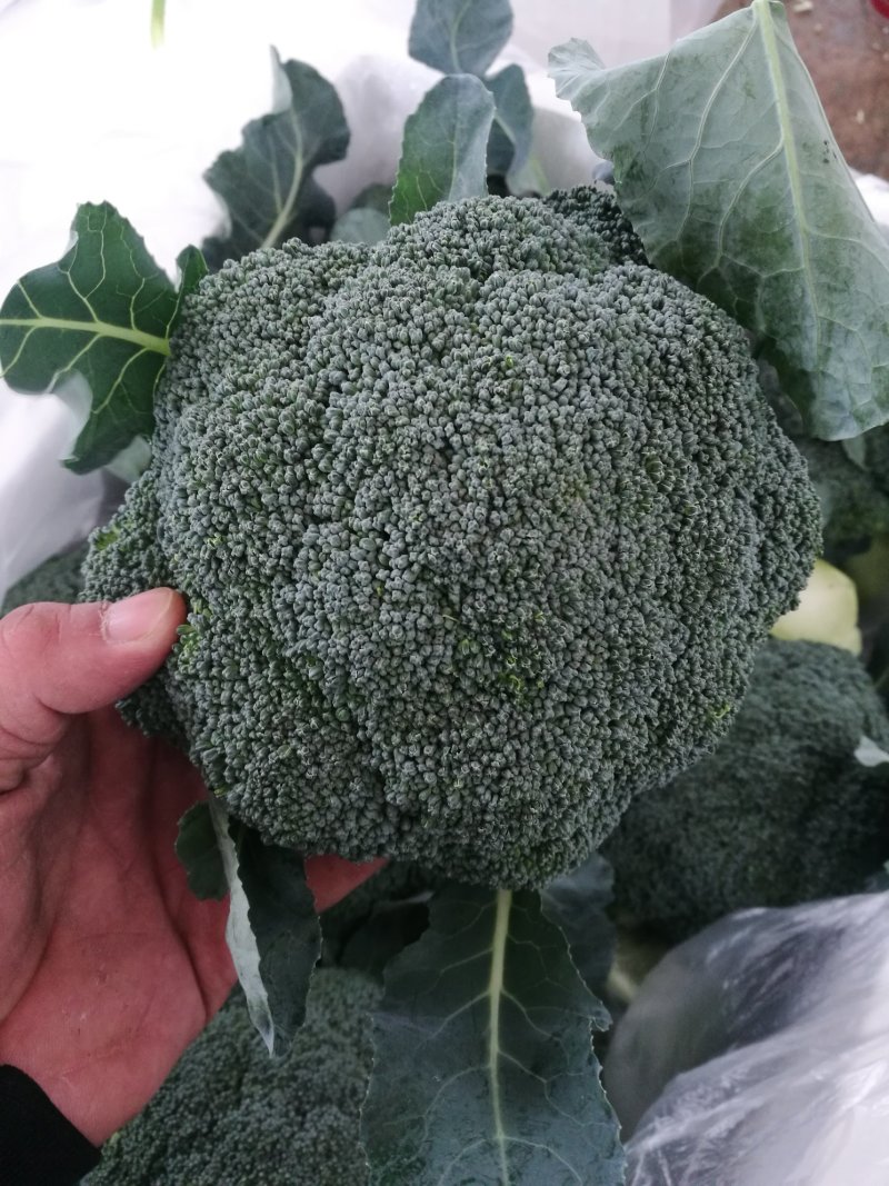 绿色蔬菜直发～陕西省三原县精品西兰花，颜色绿，球型好！！