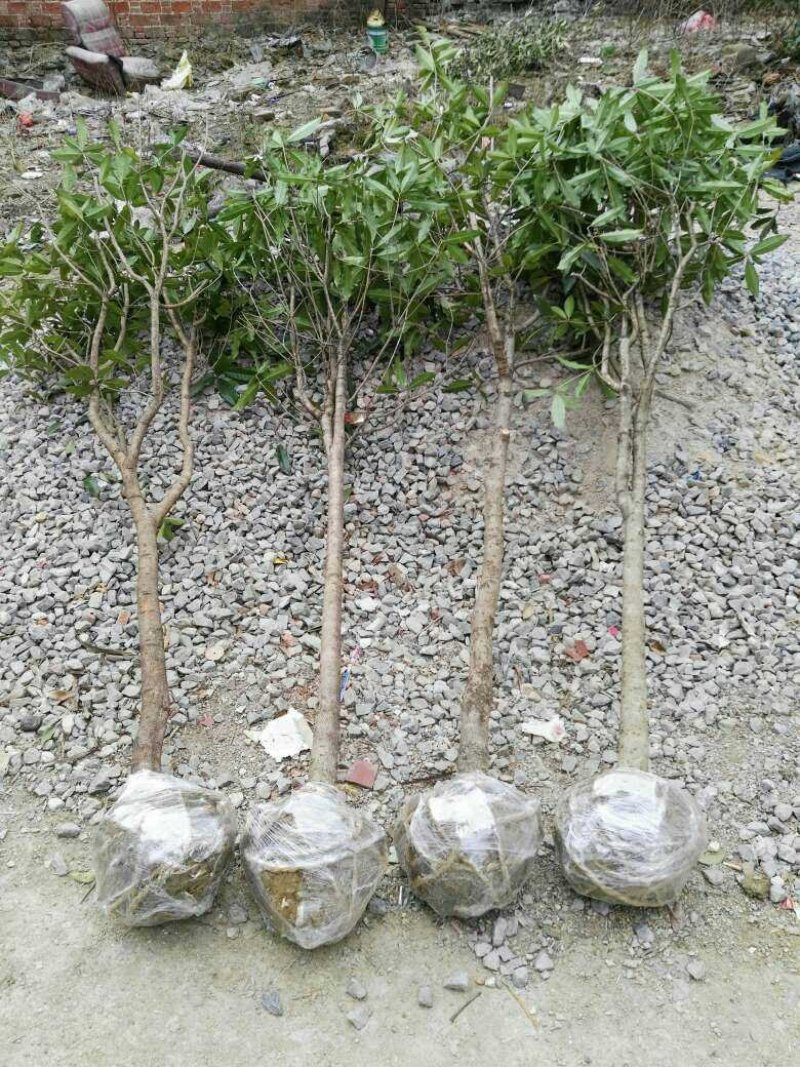 3公分桂花树，品质好，成活率高，价格低。