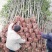 3公分桂花树，品质好，成活率高，价格低。