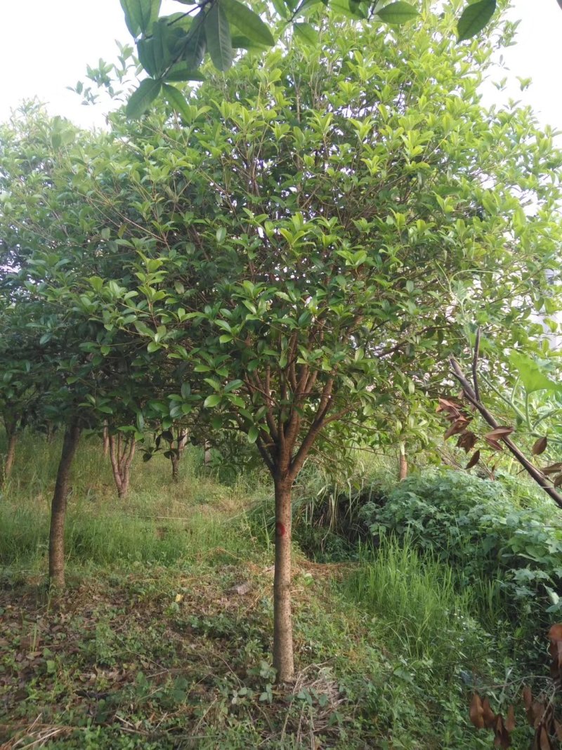 3公分桂花树，品质好，成活率高，价格低。