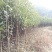 3公分桂花树，品质好，成活率高，价格低。