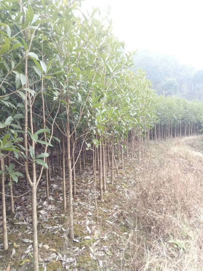 3公分桂花树，品质好，成活率高，价格低。