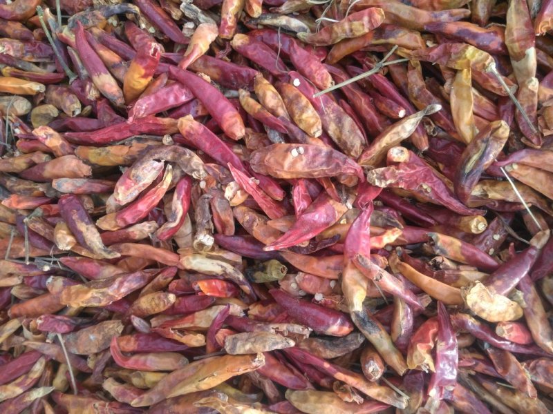 三樱，天宇干辣椒，精品冷库储存，收购，常年供应