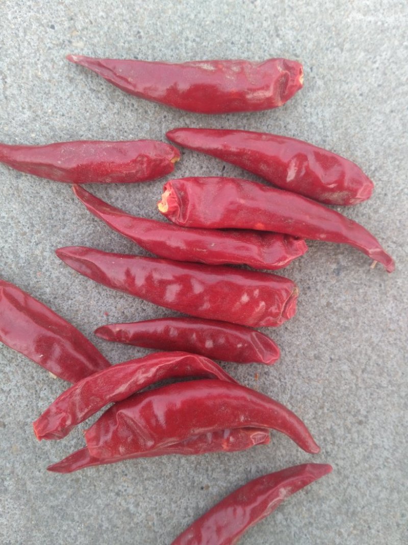 三樱，天宇干辣椒，精品冷库储存，收购，常年供应