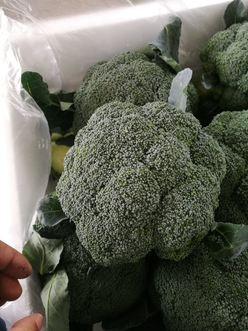 绿色蔬菜直发～陕西省三原县精品西兰花，颜色绿，球型好！！
