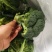 绿色蔬菜直发～陕西省三原县精品西兰花，颜色绿，球型好！！