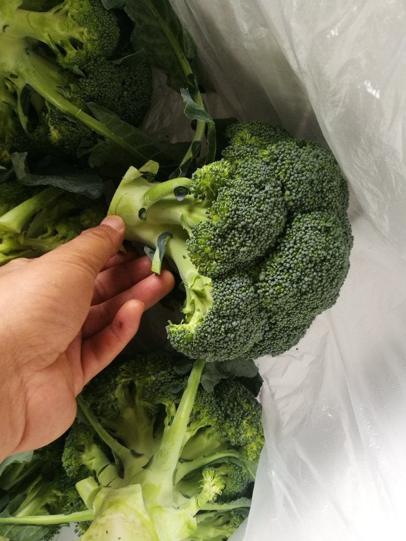 绿色蔬菜直发～陕西省三原县精品西兰花，颜色绿，球型好！！