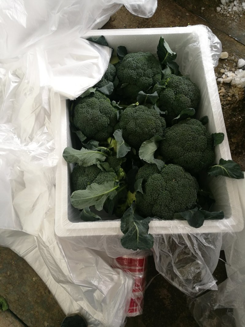 绿色蔬菜直发～陕西省三原县精品西兰花，颜色绿，球型好！！