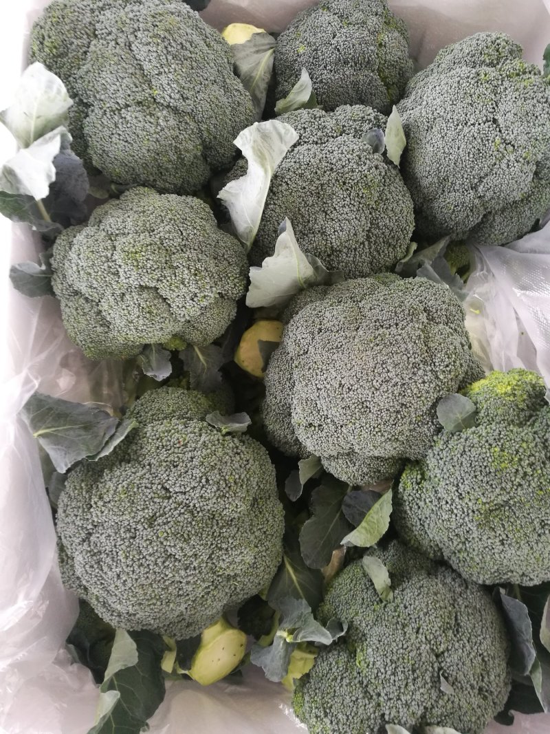 绿色蔬菜直发～陕西省三原县精品西兰花，颜色绿，球型好！！