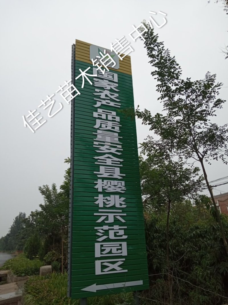 秦岭大樱桃产地直供个大汁多原汁原味欢迎品尝支持一件代发