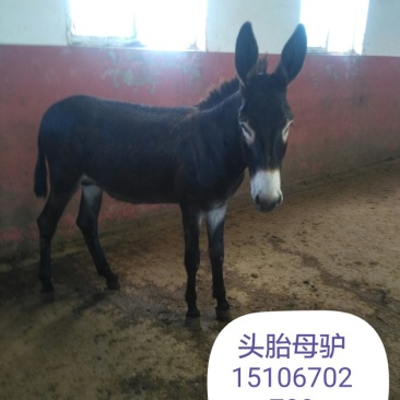 肉驴