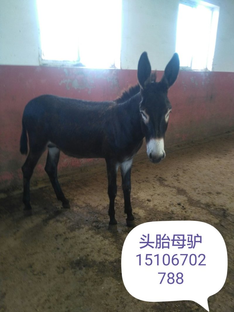 肉驴