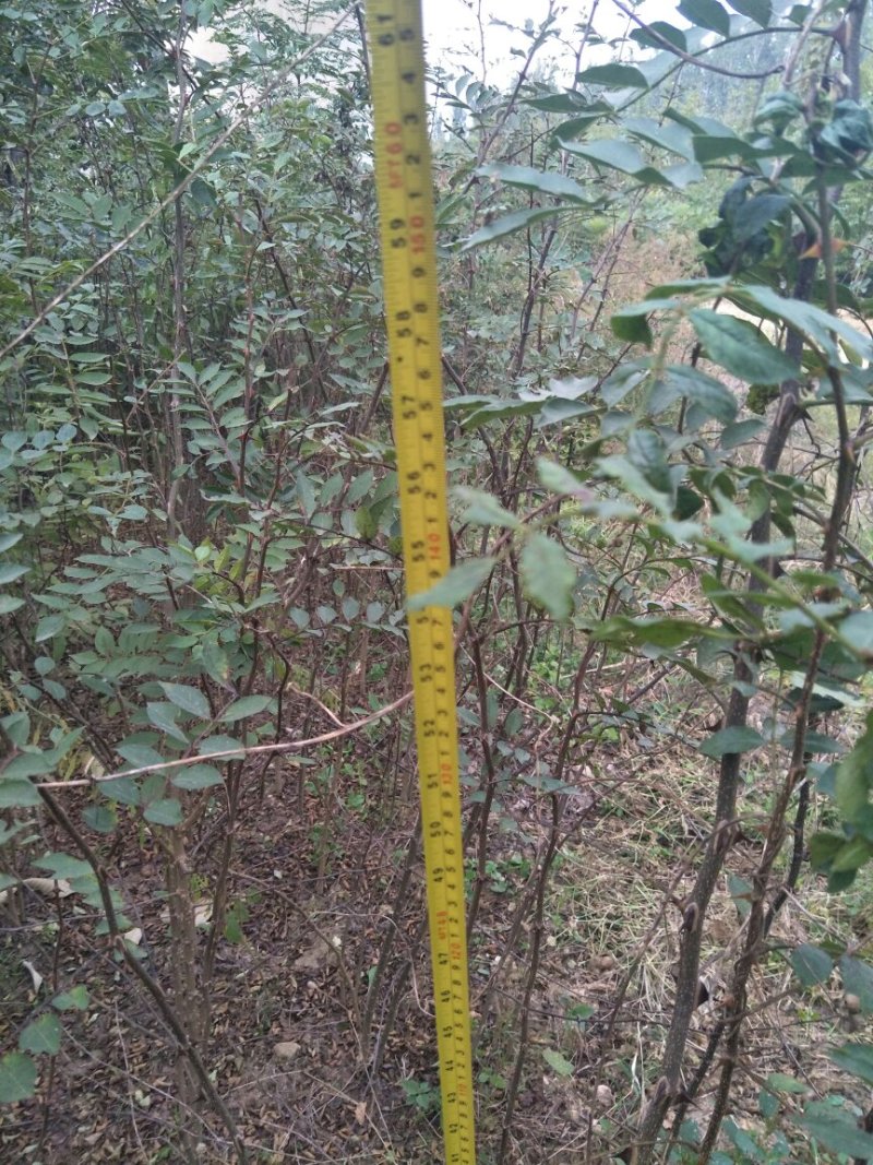花椒树苗两年苗一米，大红袍花椒苗保湿邮寄价格便宜