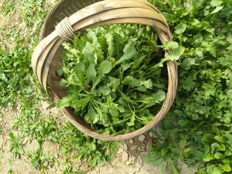 荠菜