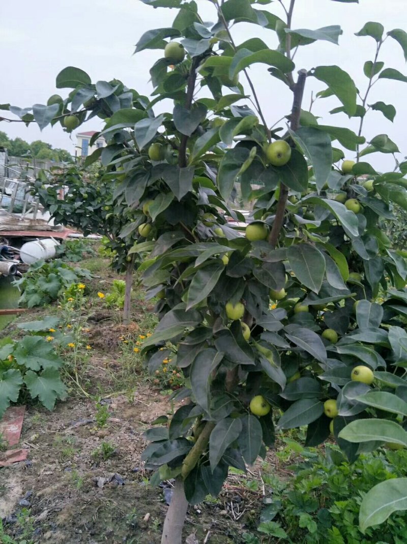 早酥红梨梨树苗一年苗玉露香品种纯正包成活技术