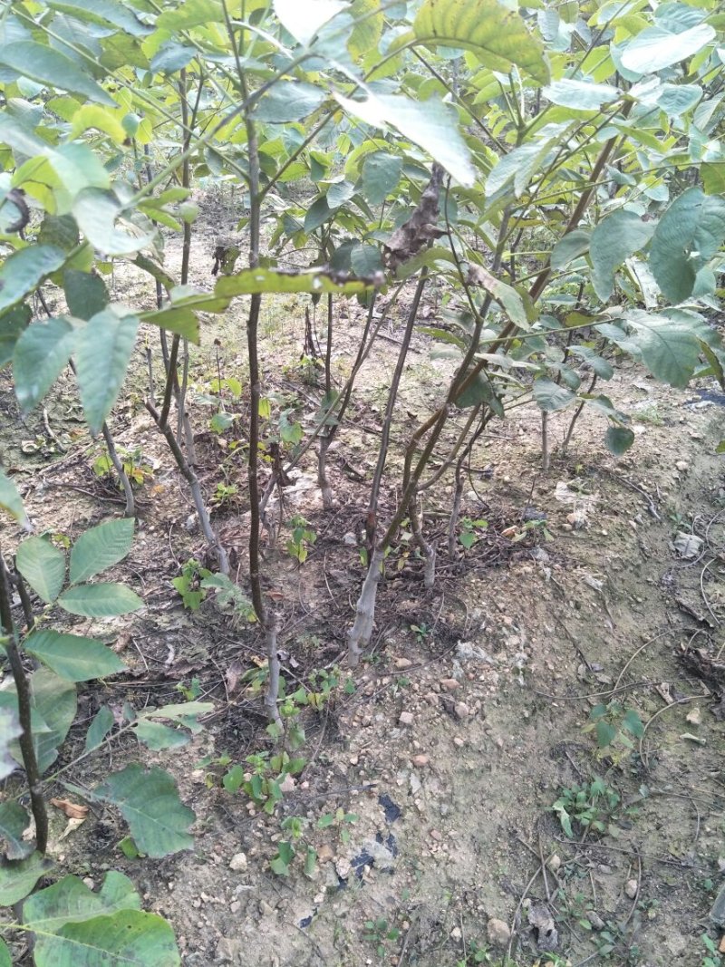 川早核桃苗1~2年薄皮核桃树苗实生核桃苗8518