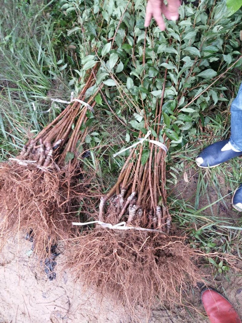 新品峰糖李苗，翠红李，青翠李苗苗成活率品种齐全质量保证。