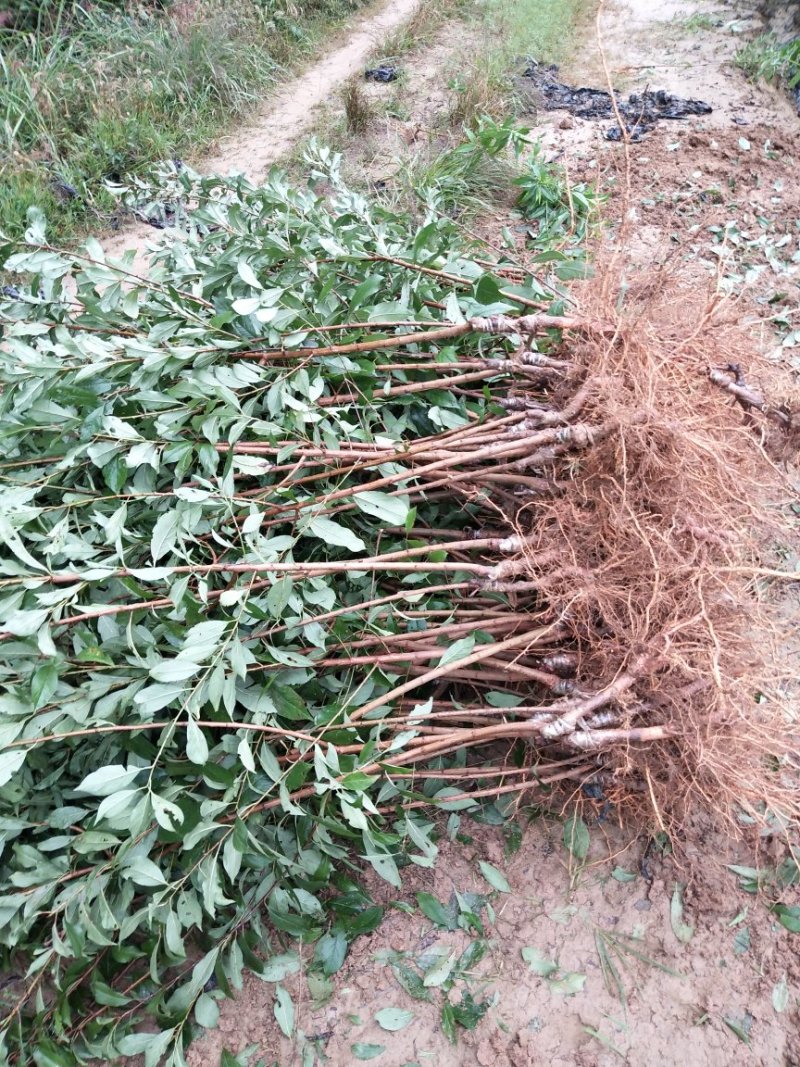 新品峰糖李苗，翠红李，青翠李苗苗成活率品种齐全质量保证。