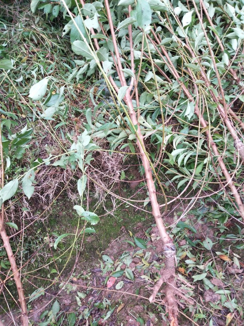 青翠李，脆红李，峰糖李嫁接苗包技术品质纯正