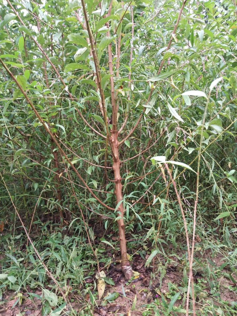 青翠李，脆红李，峰糖李嫁接苗包技术品质纯正