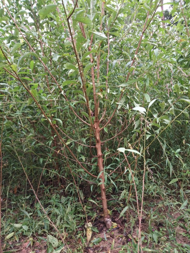 青翠李，脆红李，峰糖李嫁接苗包技术品质纯正