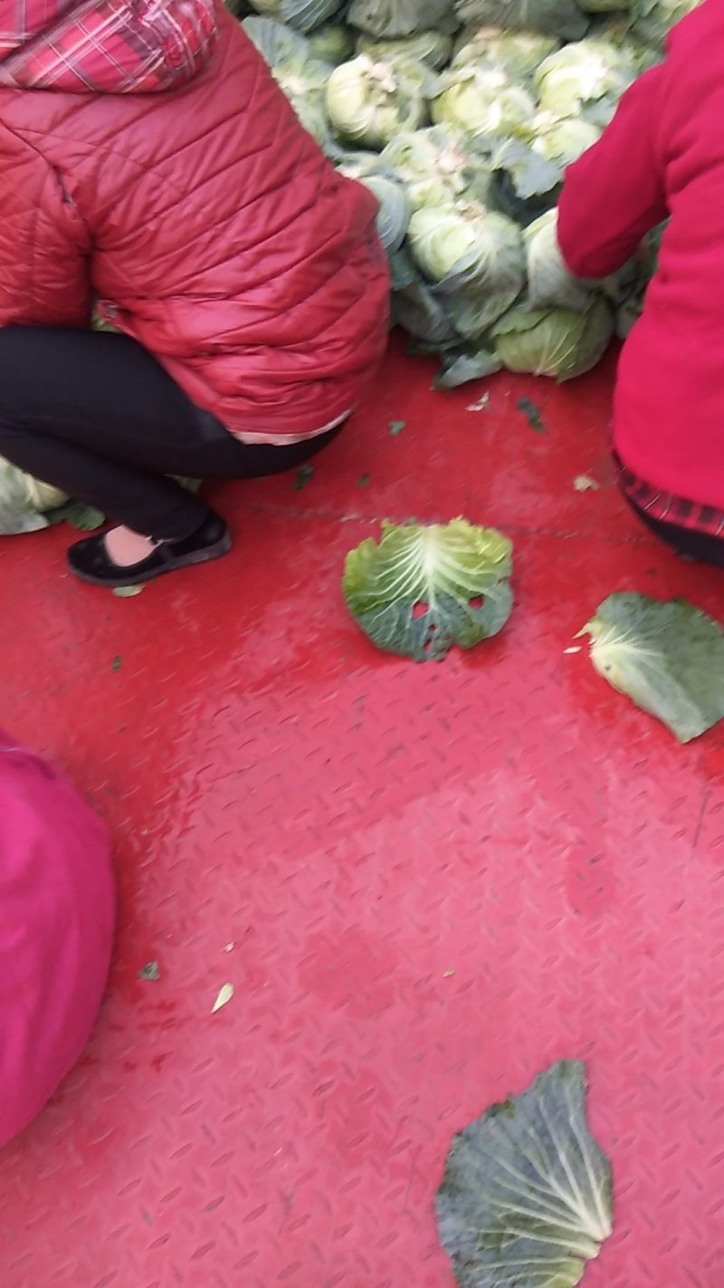 扁包菜精品