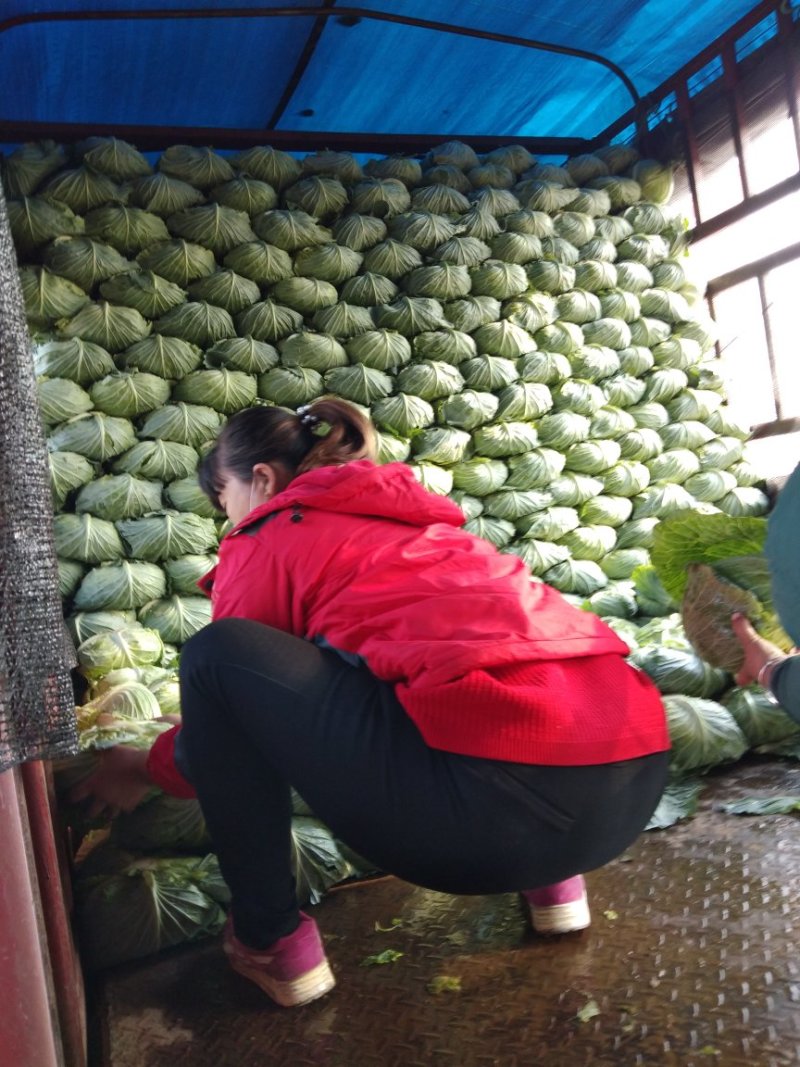 扁包菜精品