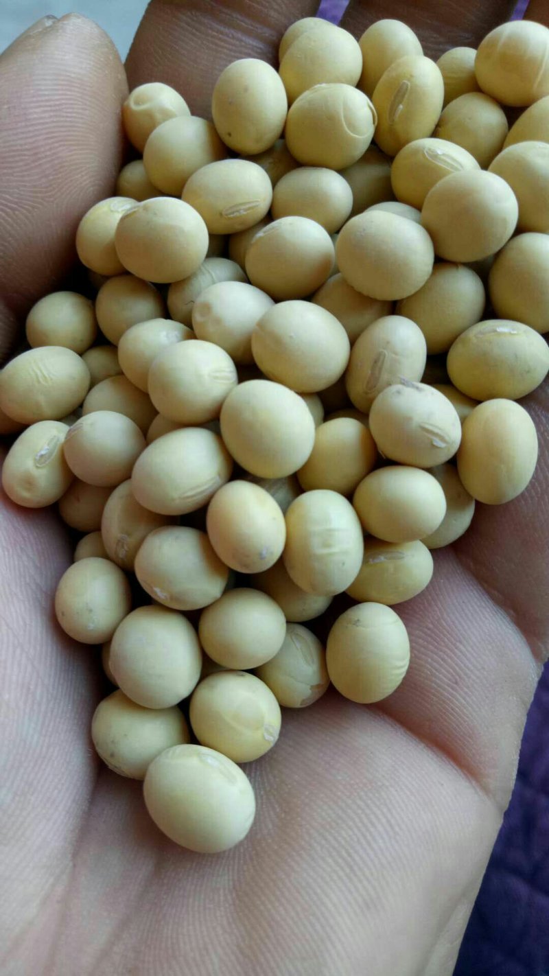 大豆种子